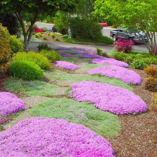 Creeping Thyme Seeds Multi Color Rock, Elfin Thyme Ground Cover Seeds