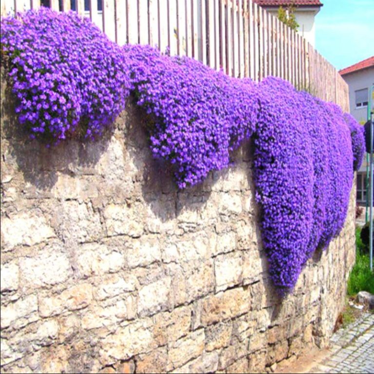 Creeping Thyme Seeds, Rare Color Rock Cress Seeds, 100Pcs/pack