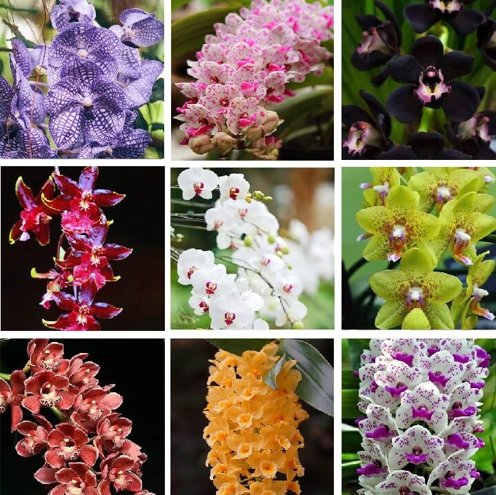 100Pcs Fragrant Orchid Seeds Cymbidium Flower Home Garden Bonsai Plant Newl 