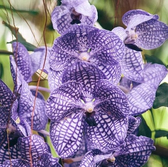 100pcs 25 colors Mix Rare Cymbidium orchid seeds plant for home garden 