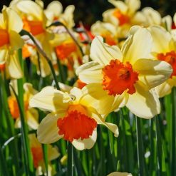 400pcs Charm Mixed Daffodil Seeds Spring Flower Double Narcissus Duo Bulbs SEED 