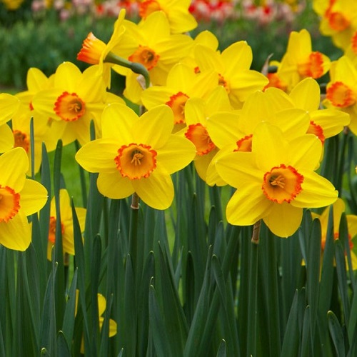 400x Charm Mixed Daffodil Seeds Spring Flower Double Seed Narcissus Fa Duo Q1M5