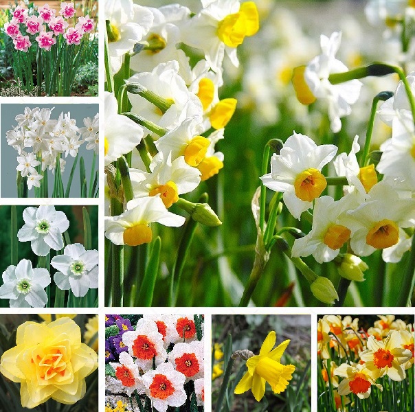 100 PCS MIXED  NARCISSUS SEEDS GARDEN  AUTUMN GROWING SPRING FLOWERING 