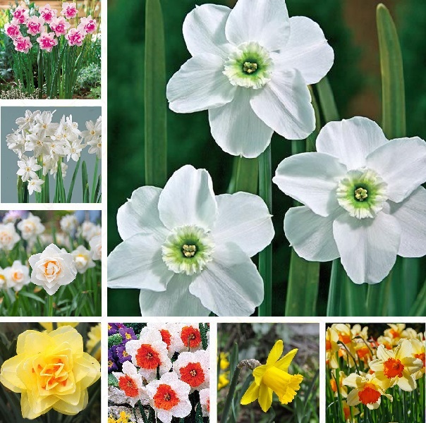 100 PCS Seeds Narcissus Bonsai Flowers Plants Daffodil Tazetta Garden Rare 2021 