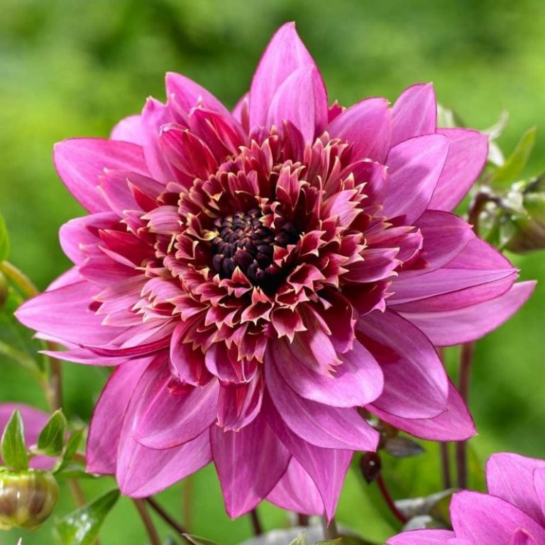 1pcs Dahlia Bulb, Beautiful Indoor Bonsai Flower – GreenSeedGarden