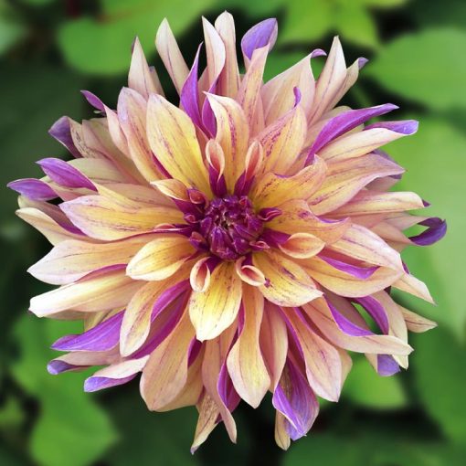 Dinner Plate Rainbow Dahlia Seeds 100pcs Pack Greenseedgarden