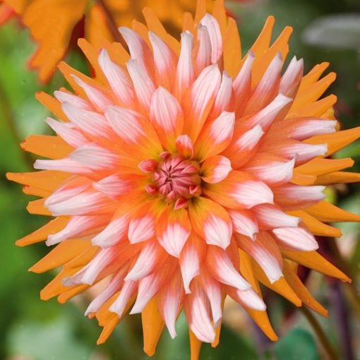 Dinner Plate Rainbow Dahlia Seeds 100pcs/pack GreenSeedGarden