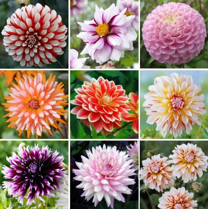 Dinner Plate Rainbow Dahlia Seeds Pcs Pack Greenseedgarden