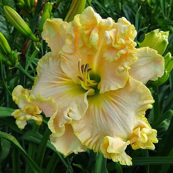 Hybrid Daylily Flowers SEEDS Bonsai Hemerocallis Lily # 18 20 pcs