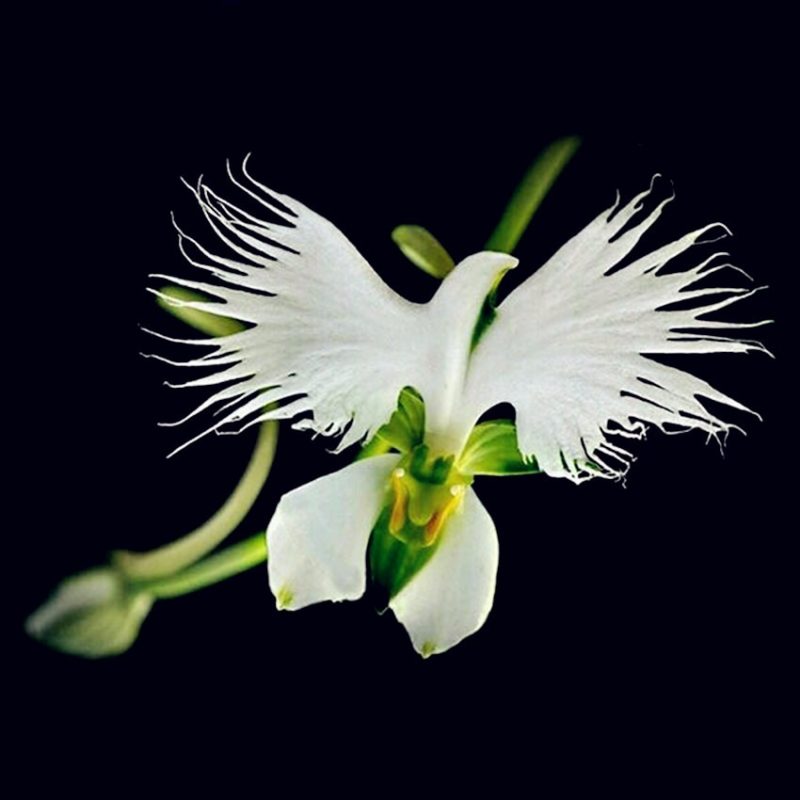 Egret Orchid Seeds, 100pcs/pack GreenSeedGarden
