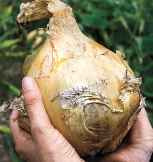 Giant Onion Seeds, 50pcs/pack GreenSeedGarden