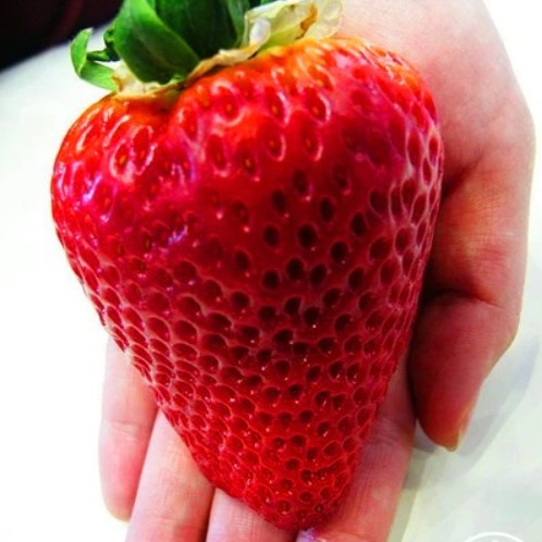 Details about   Giant Strawberry Seeds Garden Fruit Plant Sweet Delicious 
