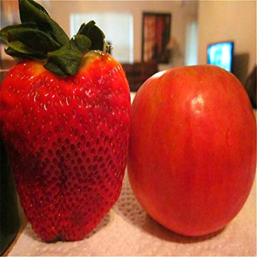 large-fruited  Russian High Quality seeds Strawberry F1 Sashenka remontant