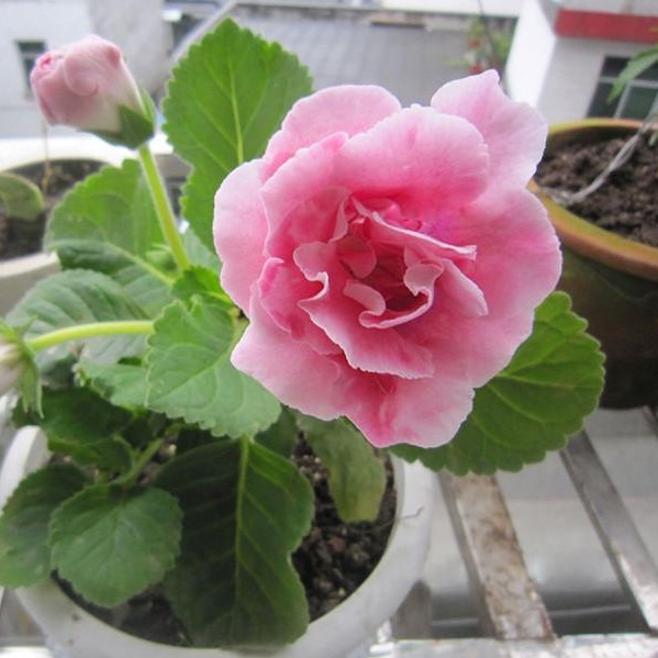 3/4 double blooms seeds of Gloxinia Sinningia “ various color Unmixed 40 