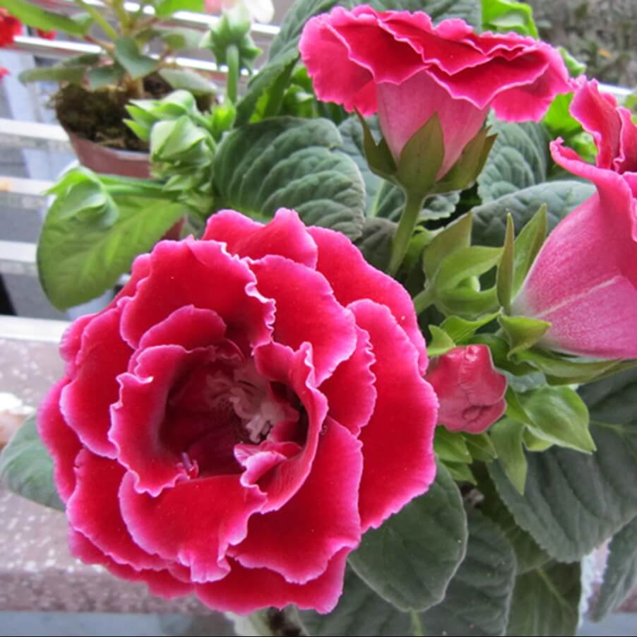 UnMixed double blooms “ seeds Gloxinia Sinningia “ 4 various color 60 