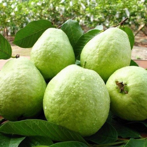 Guava Seed, Organic Fruit Seeds, 30pcs/pack – GreenSeedGarden