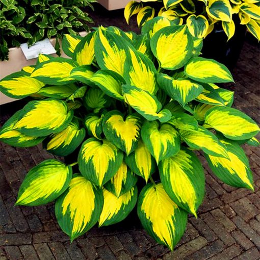 Multi-Varieties Hosta Seeds, Ground Cover Plant, 100pcs/pack ...