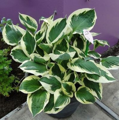 Multi-Varieties Hosta Seeds, Ground Cover Plant, 100pcs/pack ...