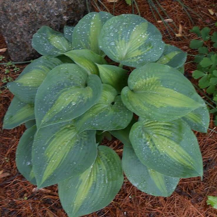 2000 Mixed HOSTA Seeds from 100's of varieties US SELLER