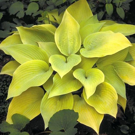 Multi-Varieties Hosta Seeds, Ground Cover Plant, 100pcs/pack ...