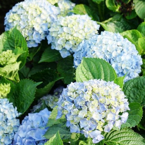 Beautiful Hydrangea Seeds, 20pcs/pack – GreenSeedGarden