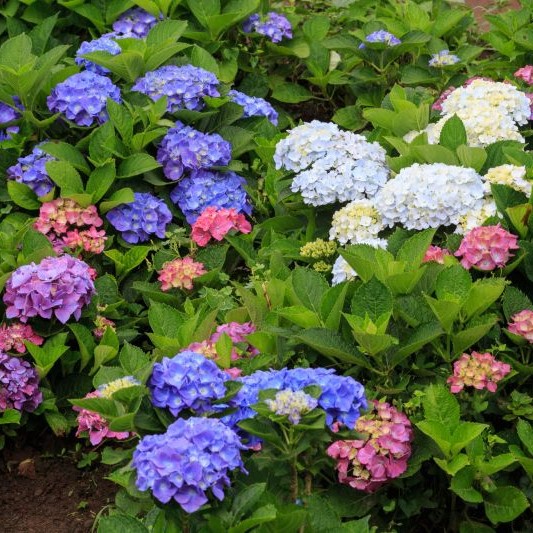 Details about   30pcs Hydrangea Seeds Home Garden Multicolor 100 Days Flowering Easy Grow DIY 