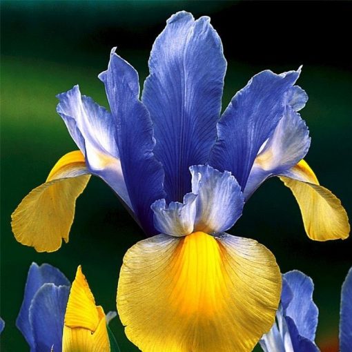 Rare Iris Flower Seeds, 100pcs/pack – GreenSeedGarden