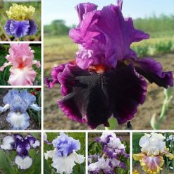 10 Seeds Iris #B Germanica Hardy Perennial