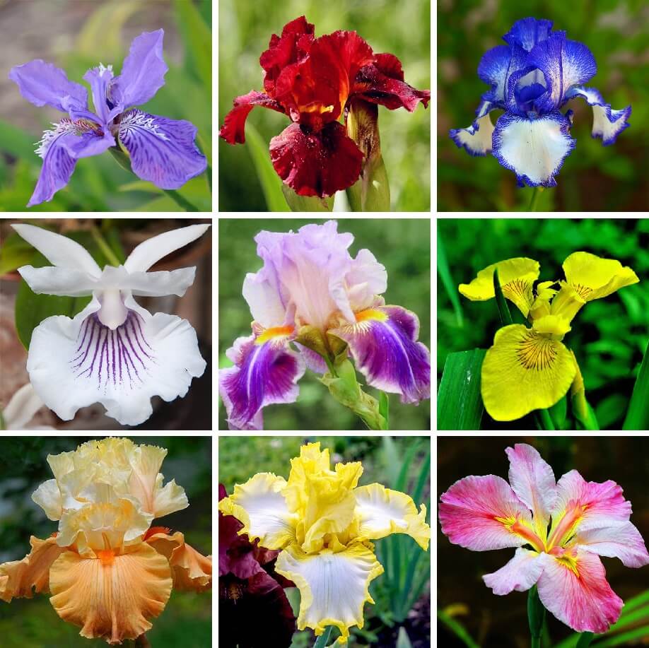 Rare Iris Flower Seeds, 100pcs/pack – GreenSeedGarden