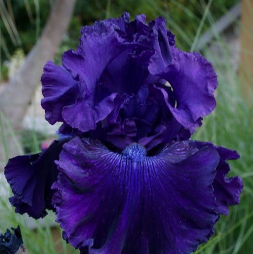 200x iris seeds,Iris orchid seeds,Rare Heirloom Tectorum S R2K0 Perennial F D9K6