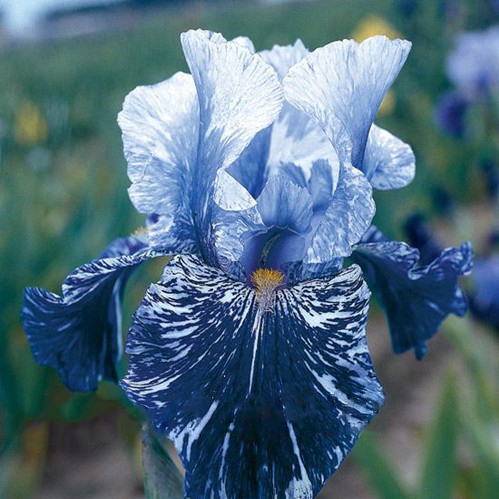 200x iris seeds,Iris orchid seeds,Rare Heirloom Tectorum S R2K0 Perennial F D9K6