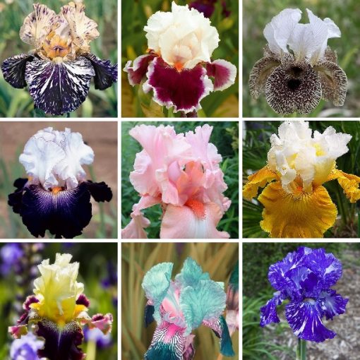 MultiVarieties Iris Seeds, Heirloom Iris, 100pcs/pack GreenSeedGarden