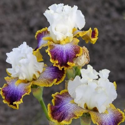 Iris Flower Seeds, Iris Germanica, 100pcs/pack – GreenSeedGarden