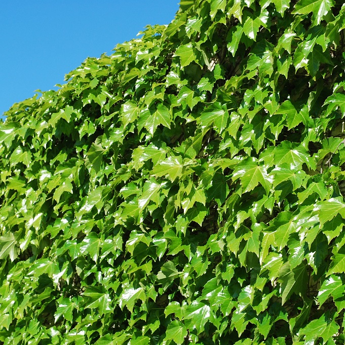 50pcs Green Boston Ivy Seeds Parthenocissus Tricuspidata DecorClimbing Tree K2X5 