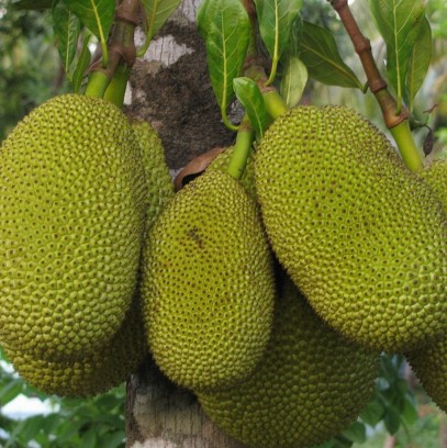 5 Pcs/bag Big Promotion Jackfruit Seeds Fruit Bonsai Tree Organic Tropical Fruit