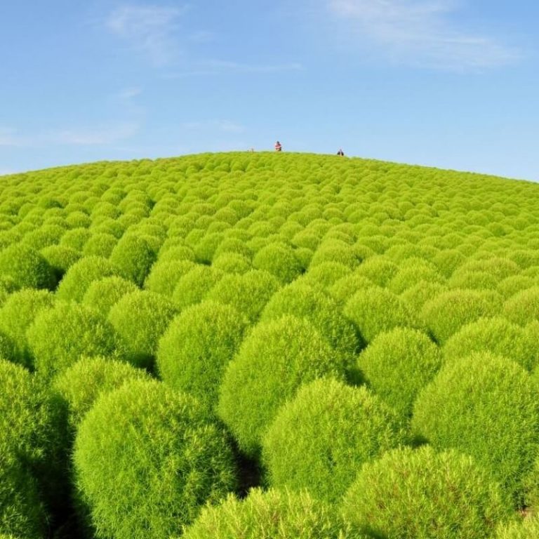 Kochia Scoparia Seeds Bassia Scoparia 200pcs/pack GreenSeedGarden Kochia Scoparia Seeds Bassia Scoparia 200pcs/pack GreenSeedGarden