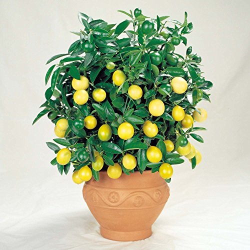 10Pc Lemon Fruit Seeds 5 Kinds Tasty and Healthy Garden and Potted Plants Bonsai 