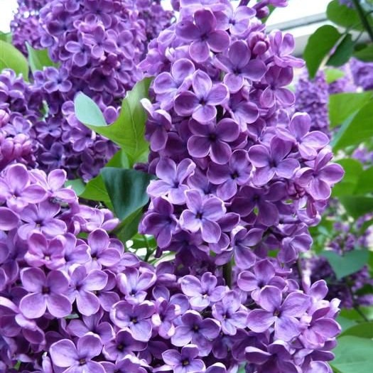 Colorful Lilac Seeds, 100 pcs/pack – GreenSeedGarden