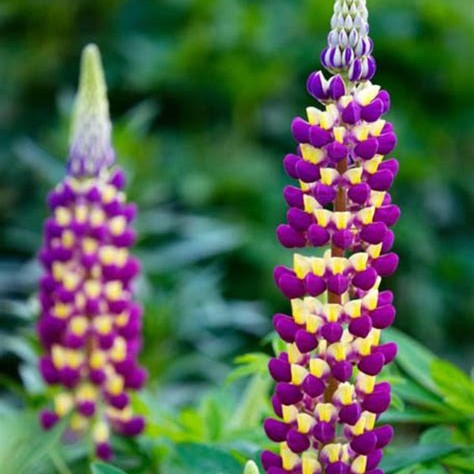 Mixed Color lupin (Lupine) Seeds, 100pcs/pack – GreenSeedGarden