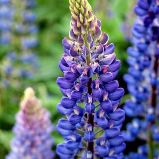 Mixed Color lupin (Lupine) Seeds, 100pcs/pack – GreenSeedGarden