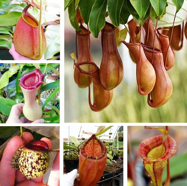 120 Seed Rare Nepenthes Flytrap Balcony Potted Bonsai Plant Plant Carnivorous BH 