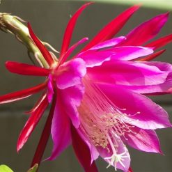 20 pc Rare Cactus Flower plants Japanese Epiphyllum Succulents seeds #160 