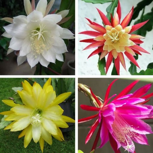 Nopalxochia Seeds, Epiphyllum Seeds, Cactus Plant Seed, 100pcs Pack 