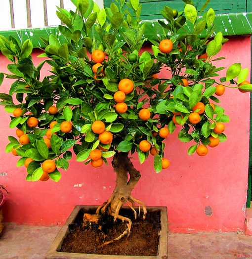 Mini Orange Tree Seeds, 50pcs GreenSeedGarden