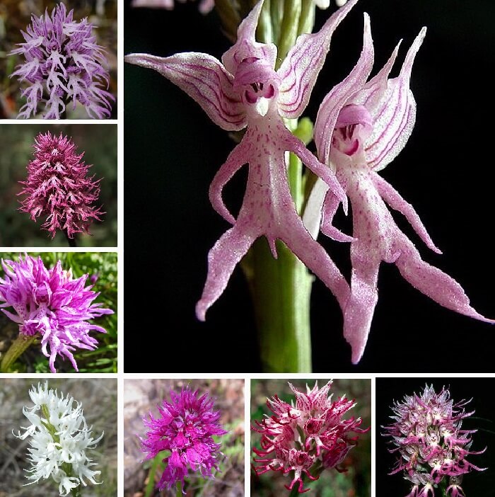 Above 5,000 Seeds Details about   Orchis Seeds 0.1 Grams Pack 