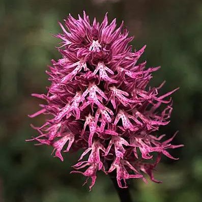 Above 5,000 Seeds Pack Details about   Orchis Seeds 0.1 Grams 