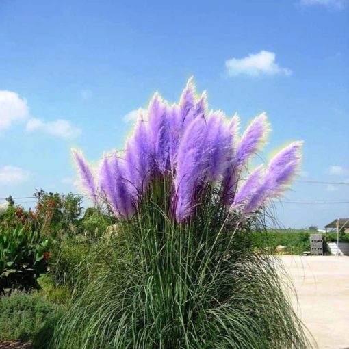 Rare Impressive Purple Pampas Grass Seeds. 200pcs/pack – GreenSeedGarden