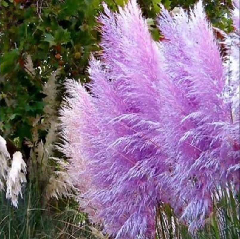 Rare Impressive Purple Pampas Grass Seeds. 200pcs/pack – GreenSeedGarden