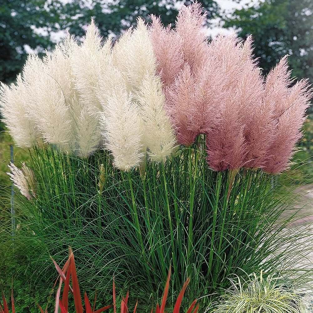 Rare Color Pampas Grass Seeds 200 Pcs pack GreenSeedGarden