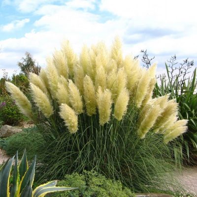 Rare Color Pampas Grass Seeds , 200 pcs/pack – GreenSeedGarden